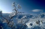 Winter Scenes in the Organ Mountains of New Mexico