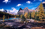 Larches in autumn colors on the Opabin Plateau.