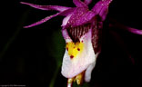 Closeup of a  Calypso Orchid (Calypso bulbosa) from the Blue Lakes Trail in the San Juan Mountains.