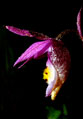 Calypso Orchid in the forest off the Blue Lakes Trail.