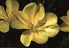 The Organ Mountain Evening Primrose, found only in the Organ Mountains of New Mexico.