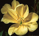 This Evening Primrose is endemic to the Organ Mountains of New Mexico.  Dripping Springs National Recreation Area