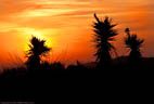 Sunset and  Yuccas in the Organ Mountains of New Mexico.