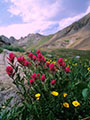 Rose Paintbrush and Cinquefoil by boulder at Clear Lake.