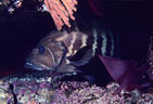 An old Panama Graysby in shallow cave mouth.  Visible also are purple Algae and a reddish Sea Fan. 