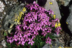 Blossoms of the Moss Campion with yellow lichens.