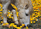 Miniture Horse amomg a field of Poppies, Organ Mountains, New Mexico