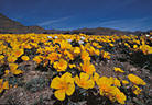 A nice display of Mexican Poppies, Eastern Organ Mountains foothills.