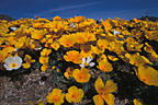 Colorful stand of Mexican Poppies, Eastern foothills, Organ Mountains, New Mexico