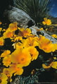 Mexican Goldpoppies by an old log of a Soaptree Yucca, eastern Organ Mountain foothills.