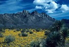 Yuccas and stands of Mexican Poppies west of the Organ Mountains.