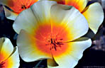 A colorful variant of the Mexican Goldpoppy, Access Road, Aquirre Springs Recreation Area.