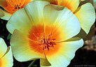 April - A delicately colored variant of the Mexican Goldpoppy from the  Aguirre Springs Access Road, New Mexico.