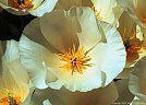 A light cream-colored variant of the Mexican Goldpoppy, Aguirre Springs Access Road.