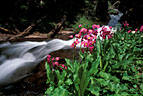 Parry's Primrose beside a mountain stream in Blaine Basin.