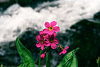 Portrait of a Parry's Primrose  by a rushing stream high in Blaine Basin.