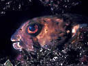 Portrait of an old Balloonfish as it hides in a crevice on a shallow wall. Isla San Pedro Nolasco