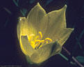 The Rain Lily, one of the most elusive wildflowers in the Organ Mountains.  - Western foothills