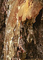 Resin and water droplets from lightning-struck tree, Vermillion Lakes, Banff National Park