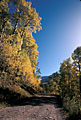 Fall along Uncompaghre Forest Service Road 851 to East Dallas Creek