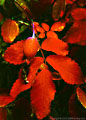 Foliage and rose hip from wild rose, Lakeside Trail, Vermilion Lakes, Banff National Park.