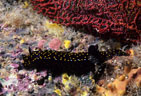 A Spotted Nudibranch moves through Calcerous Algae and Sponges, beside a red Sea Fan.