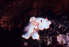 A Porcelain Nudibranch hides beneath a red Sea Fan.