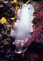 A Porcelain Nudibranch beside a red Sea Fan.