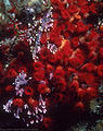 Scarlet zooanthids and white-tipped purple Calcerous Algae, Isla Guy Fawkes, Islas Galpagos, Ecuador