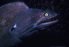Portrait of a large old Horned Moray Eel, taken as it hunts at the base of a shallow wall.