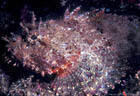 Portrait of a Scorpionfish.  The spines on its back contain a mild venom.