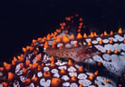 A Lizard Triplefin on a colorful Starfish.