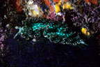 A Mexican Dancer Nudibranch on purple Algae, by a wall colored with yellow Sponges and orange Encrusting Sponge.