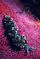 A Mexican Dancer Nudibranch moves across a red Sea Fan.