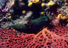 A Persian Carpet Nudibranch, Tambja abdere, among yellow Sponges, at the base of a red Sea Fan