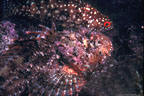 A Scorpionfish and Mutton Hamlet on a shallow wall.