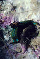 A Persian Carpet Nudibranch by Feather Hydroids, with white Sponge and purple Calcerous Algae.