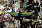 A Blue Striped Nudibranch grazes on a wall rich with invertebrate life.