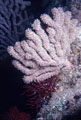 A Colorful Gorgonian Sea Fan, with polyps extended for feeding.