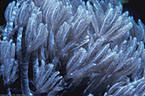 Soft coral Xenia elongata, Marion Reef, Coral Sea, Australia