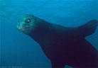 An Old Sea Lion bull attempts to intimidate the photographers, Isla Champion, Isla Galpagos,, Ecuador