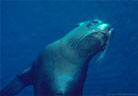 A young Sea Lion cow investigates the photographers,  Isla Champion, Islas Galpagos, Ecuador