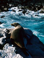An old Cow Sea Lion suns herselfon a ledge worn smooth by years of usage. Plaza Island, Islas Galpagos, Ecuador