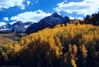 A beautiful sweep of aspen, and in the distance Mount Sneffels, from the road to East Dallas Creek.