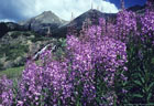 Yankee Boy Basin and a stand of Fireweed, in the distance, Twin Falls..