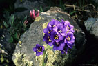 A cluster of flowers of the Sky Pilot, by a lichen covered boulder.