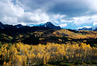 Aspens in fall colors in Beaver Creek Valley, from Ouray County Road 7.