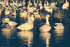 A pair of curious Snow Geese in early morning light. 