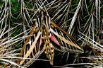 Sphinx Moth Emerges from Hiding in Hedgehog Cactus  - Southern Organ Mountains, New Mexico