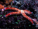 Rare Leach's starfish, Kadavu, Fiji